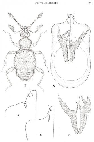 Réf. 292 750 : Bryaxis pyrenaeus